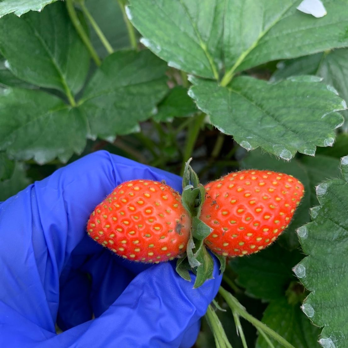 instagramから ｜150年ブログ｜北海道150年ファーム